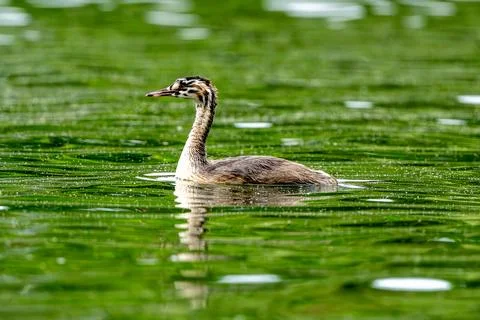 Crested Grebe Chick In Lake Stock Photos