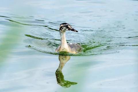 Crested Grebe Chick In Lake Stock Photos