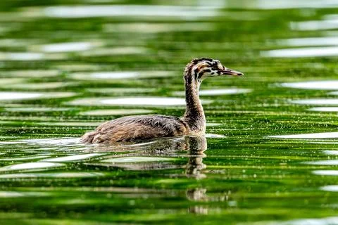 Crested Grebe Chick In Lake Stock Photos