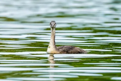 Crested Grebe Chick In Lake Stock Photos
