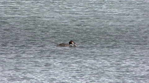 Crested Grebe Stock Footage 57100749