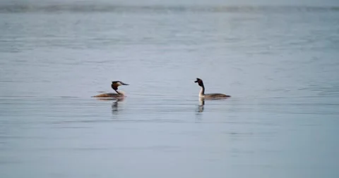 Crested grebe pair moves in unison while tilting heads gently toward each other Stock Footage 311584883