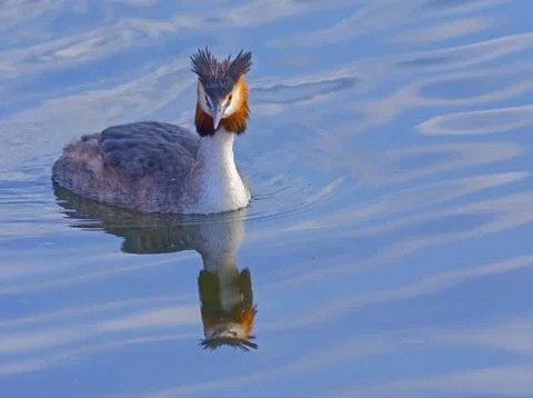 Crested Grebe Stock Photos
