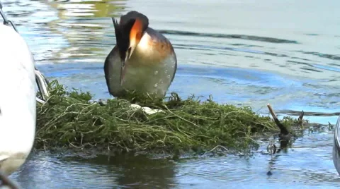 Crested grebe, podiceps cristatus, duck on nest Video stock 40239804