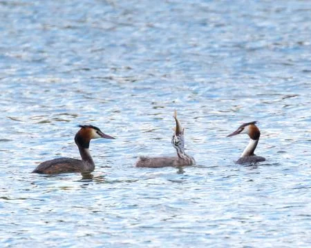 Crested grebe swallowing fish Stock Photos