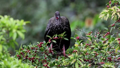 Crested Guan sit in rainforest tree with red berries in the rain cleaning fea Stock Footage 152498729