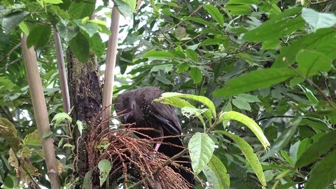 Crested Guan standing up in tree feeding on seeds in lowland rainforest Stock Footage 115720310