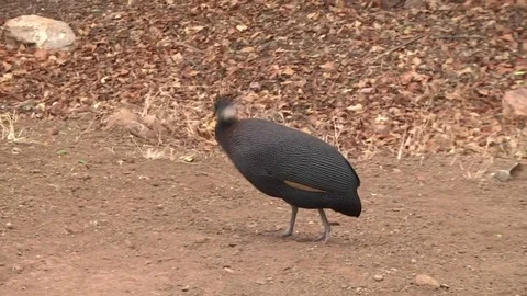 Crested Guineafowl (Guttera pucherani) foraging Stock Footage 80367144