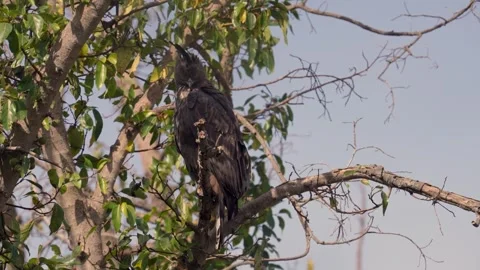Crested hawk eagle against a blue sky in Pench national park Stock Footage 325769268