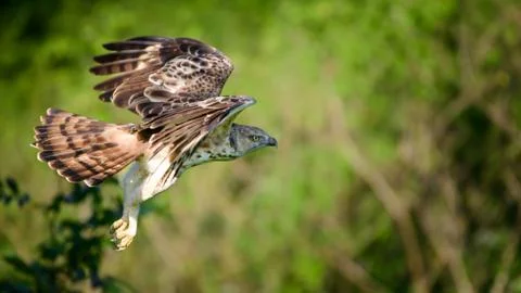 Crested hawk-eagle bird in flight close up, eagles hunting prey in action, .. Stock Photos