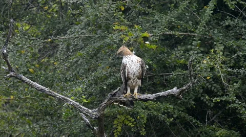 Crested hawk eagle Stock Footage 50635577
