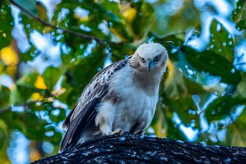Crested hawk-eagle juvenile Stock-Fotos