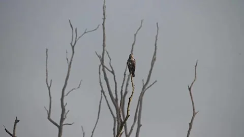 Crested-hawk eagle looking straight at us in Corbett national park Stock Footage 266690627