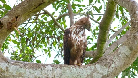 Crested Hawk Eagle (Nisaetus cirrhatus) resting on branch against cloudy sky Stock Footage 73807823