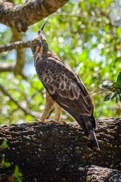 Crested hawk-eagle (Nisaetus cirrhatus) perch at Yala National Park. Stock Photos