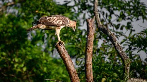 Crested hawk-eagle perch at the dead treetop and looking down. Majestic hun.. Stock Photos
