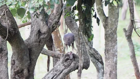 Crested hawk eagle perched up and feeding on its prey Video stock 251880086