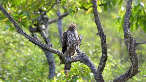 Crested hawk eagle perched in Bandipur, Karnataka, India Video stock 136307281