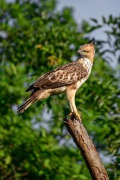 Crested hawk-eagle perched in a bare treetop in the evening at Udawalawa na.. Stock Photos