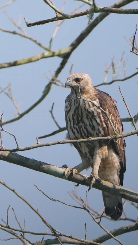 Crested Hawk Eagle Perched On Tree Branch Taking Flight In India Stock Footage 342073812