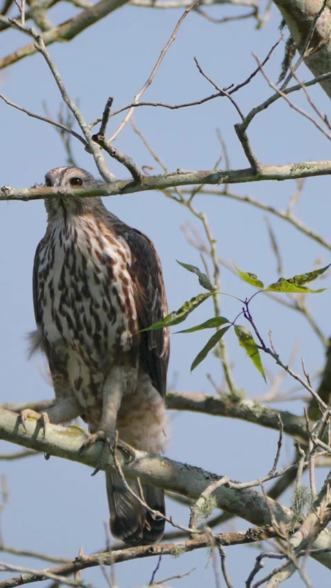 Crested Hawk Eagle Perched On Tree Branch In Indian Forest Stock Footage 342073864