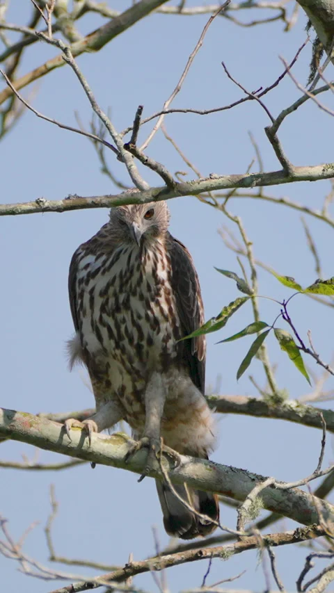 Crested Hawk Eagle Perched On Tree Branch In Indian Forest Stock Footage 342074089