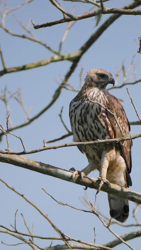 Crested Hawk Eagle Perched On Tree Branch In Indian Forest Stock Footage 342074176