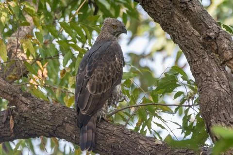 Crested hawk-eagle perched on a tree branch Stock Photos