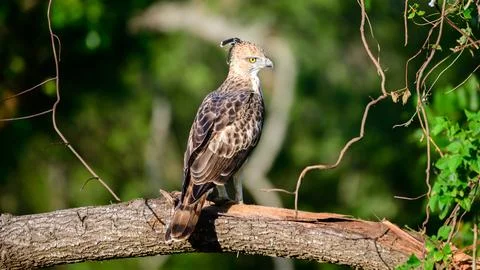 Crested hawk-eagle perched on a tree branch facing the evening light, close.. 库存照片