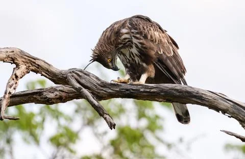 Crested hawk-eagle perches on a weathered tree branch, bending down to clean  Stock Photos