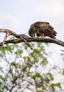 Crested hawk-eagle perches on a weathered tree branch, bending down to clean  Stock Photos