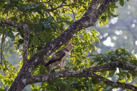 Crested Hawk Eagle Stock Photos