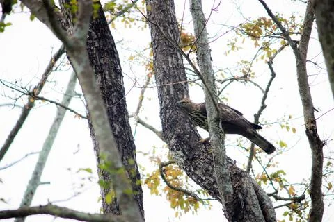 Crested hawk eagle 写真素材