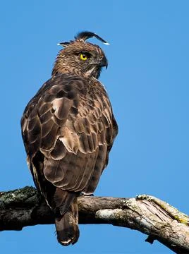 Crested Hawk Eagle Stock Photos