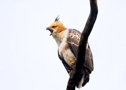 Crested Hawk Eagle Stock Photos