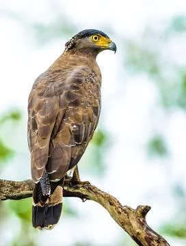 Crested Hawk Eagle Stock Photos