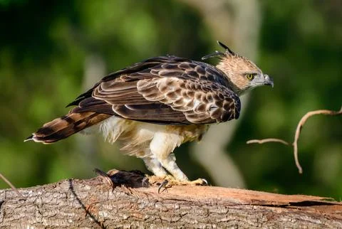 Crested hawk-eagle ready to take off from the tree branch, spotted in the U.. Stock Photos