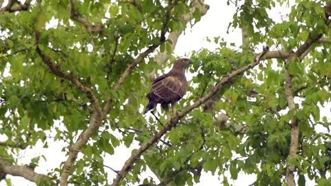 Crested Hawk eagle resting in Bandipur, Karnataka, India Video stock 136307313