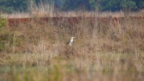 Crested hawk eagle resting on the ground in Kanha Natonal Park-January 2020 Stock Footage 139627391