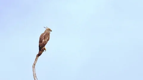 Crested Hawk Eagle sitting on dry tree branch in Udawalawe, Sri Lanka Video stock 72932896