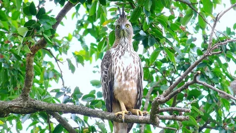 Crested Hawk Eagle sitting on tree branch in Udawalawe, Sri Lanka Stock Footage 72932456