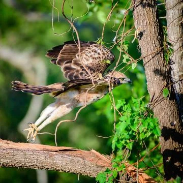 Crested hawk-eagle taking off, Powerful claws, and sharp beak. Evening meal.. Stock Photos