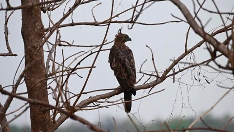 Crested hawk eagle's crest fluttering in the wind in Panna national park Stock Footage 311575229