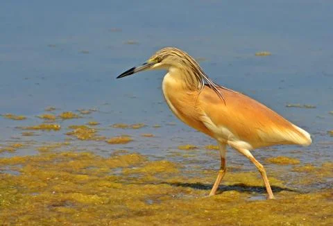 Crested heron Stock Photos
