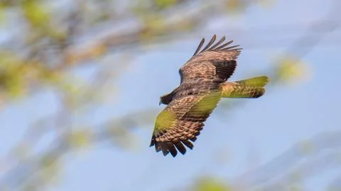 Crested honey buzzard in flight, hooked beak, and yellow eyes. Stockfoto's
