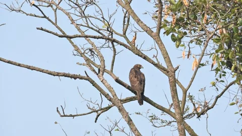 Crested honey buzzard or Pernis ptilorhynchus. Stock Footage 336167370