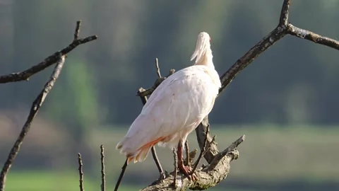 Crested Ibis Perched on Dry Tree Branch in Natural Habitat 動画素材 330214118