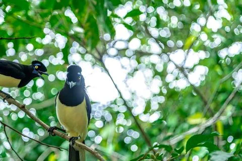 Crested jay on a tree in the forest 스톡 사진