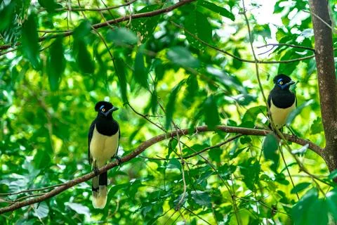 Crested jay on a tree in the forest Stock-Fotos