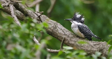 Crested Kingfisher on a forest tree branch 4k Stock Footage 336115117